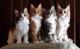 Gatitos noruegos del bosque (por favor, póngase en contacto con) - Foto 1