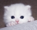 Gatitos persas blancos (con ojos azules)