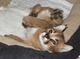 Gatitos precioso caracal