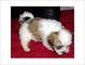 Hermosos cachorros imperial shih tzu