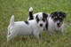 Impresionante macho y hembra jack russell en venta