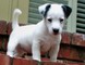 Jack russell cachorros con encanto para la venta .