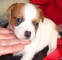 Jack Russell Terrier cachorros de calidad para la adopción - Foto 1