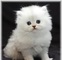 Listo para ir gatitos persas (pelos largos y blancos y ojos azule - Foto 1