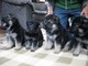 Los cachorros de pastor alemán para la venta - Foto 1