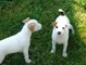 Los cachorros jack russell terrier en venta