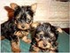 Los perritos adorables de Yorkshire Terrier Para Adopción - Foto 1