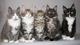 Maine coon gatitos, hombres y mujeres (con 26 dedos de los pies)