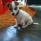 Maravillosos cachorros Jack Russel 11 semanas de edad para la ven - Foto 1