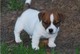 Maravillosos cachorros Jack Russell en venta - Foto 1