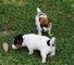 Más lindos cachorros Jack Russell Terrier en venta - Foto 1