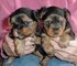 Más macho maravillosa y yokies hembra para la venta