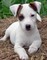 Masculinos amar y cuidar y jack russell hembra cachorros en venta