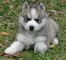 Ojos azules siberian husky puppies