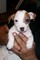 Perritos encantadores de jack russell terrier en venta .