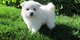 Perro esquimal americano - Foto 1