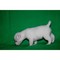 Precioso jack russell cachorros listos para un buen hogar