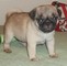 Pug puppies registrado en necesidad de un nuevo hogar