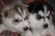 Regalo cachorros de husky siberiano