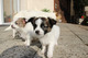 Regalo de chihuahua cachorros disponibles - Foto 1