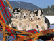 Regalo Siberian Husky, cachorritos con Garantías - Foto 1