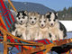 Regalo siberian husky, cachorritos con garantías