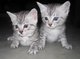 Starrsailor Mau egipcio gatitos - Foto 1