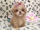 Un impresionante, imperial, las mujeres Shih Tzu! - Foto 1