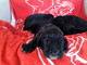 Venta de cachorros cocker spaniel