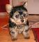 (yorkshire terrier)cachorros les encanta complacer