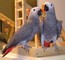 Azul y oro guacamayo loros