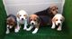 Beagles preciosa camada disponible !!