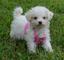 Bichon Frise cachorros en venta - Foto 1