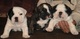 Bulldog ingles cachorros parra la adopcion - Foto 1