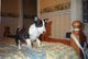 Cachorro de bull terrier excelente guardianes - Foto 1