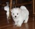 Cachorros Bichon maltes para su adopcion libre - Foto 1