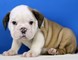 Cachorros Hembra Bulldog Inglés lindo - Foto 1