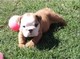 Cahorros bulldog ingles en adopcion - Foto 1