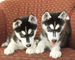 Husky siberiano cachorros - Foto 1