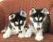 Husky siberiano cachorros