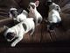 Impresionantes francés cachorros de perro Bull lista ahora !! - Foto 1