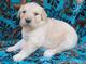 Inglés golden retrievers puppies for sale