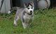 Los cachorros de navidad del husky siberiano