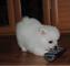 Regalo cachorros Pomeranian por buenos hogares - Foto 1