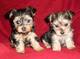 Regalo yorkshire terrier mini con pedigree