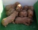 Setters irlandeses autenticos cachorros con pedigri!! - Foto 1