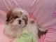 Shih Tzu bebes - Foto 1