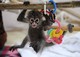 Adorable capuchino, ardilla, araña y monos tití pigmeo disponible