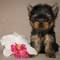 Adorable pequeña yorkshire terrier