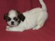 Adorables cachorros Shih Tzu listo para ir !!!!!!!!!! - Foto 1